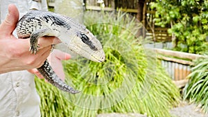 Blue-tongued skinkÂ ( Tiliqua gigas ) held by a reptile zookeeper.